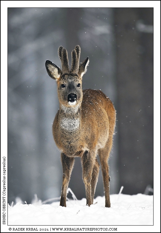 Srnec obecn� | Roe Deer | Reh | Capreolus capreolus