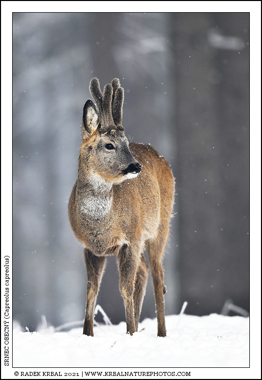 Srnec obecn� | Roe Deer | Reh | Capreolus capreolus