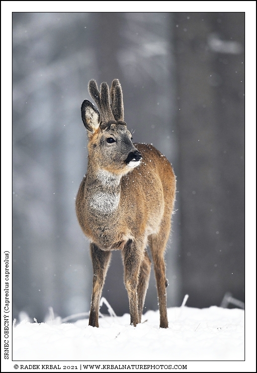 Srnec obecn� | Roe Deer | Reh | Capreolus capreolus
