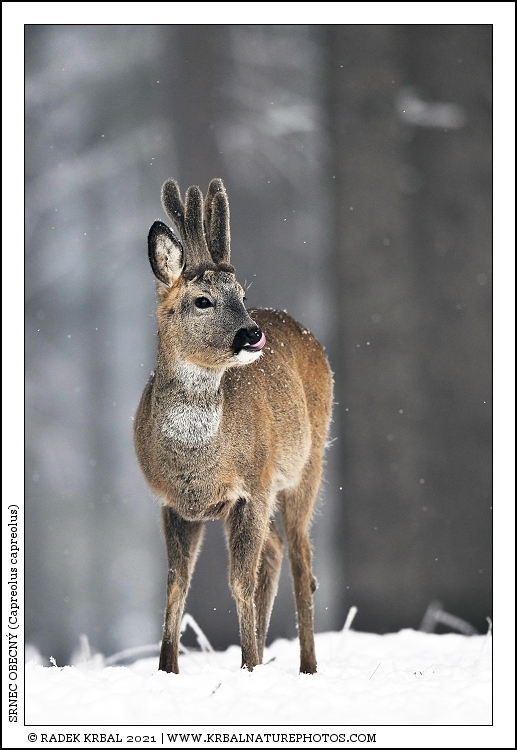 Srnec obecn� | Roe Deer | Reh | Capreolus capreolus