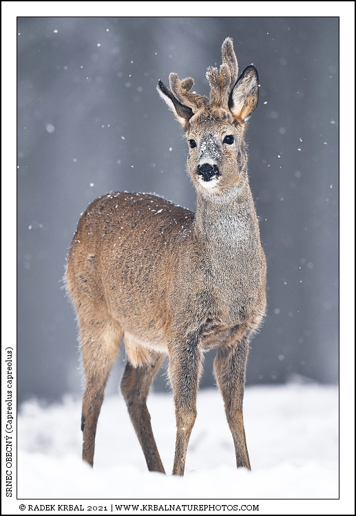 Srnec obecn� | Roe Deer | Reh | Capreolus capreolus