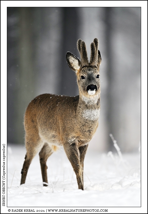 Srnec obecn� | Roe Deer | Reh | Capreolus capreolus