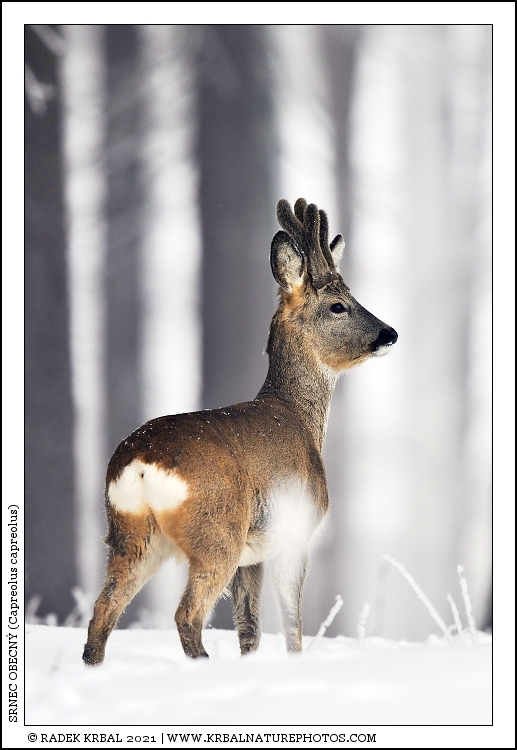 Srnec obecn� | Roe Deer | Reh | Capreolus capreolus