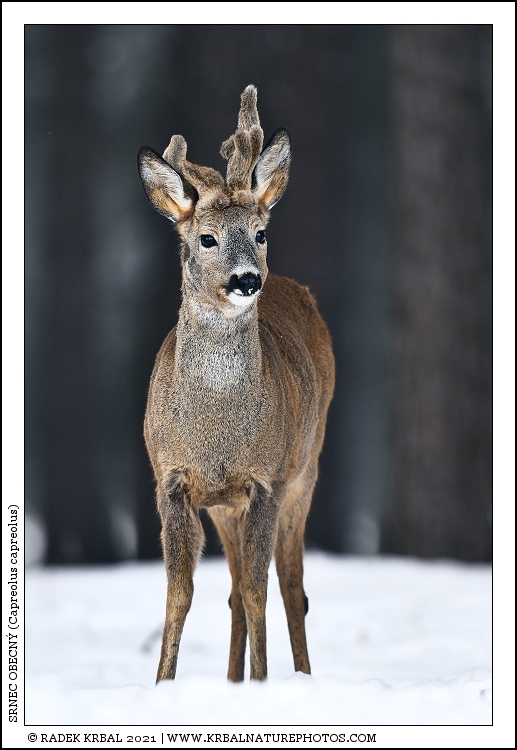 Srnec obecn� | Roe Deer | Reh | Capreolus capreolus