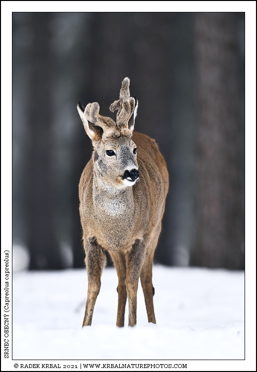 Srnec obecn� | Roe Deer | Reh | Capreolus capreolus