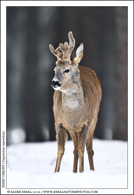 Srnec obecn� | Roe Deer | Reh | Capreolus capreolus