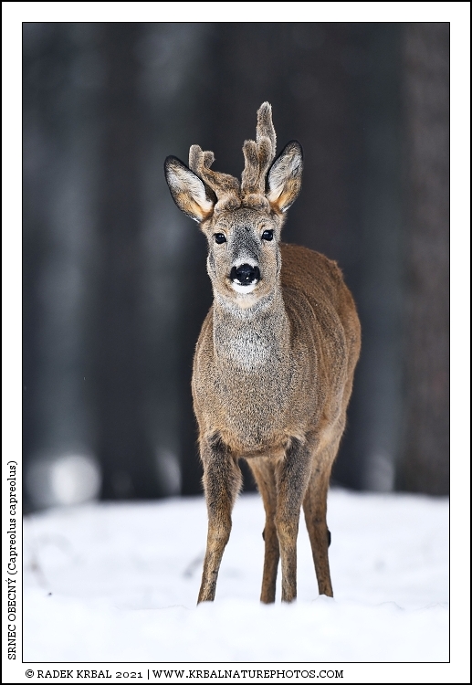 Srnec obecn� | Roe Deer | Reh | Capreolus capreolus