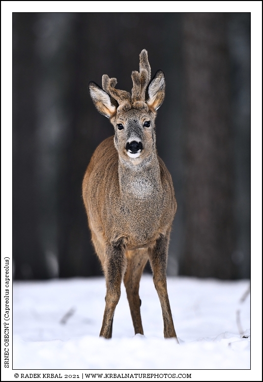 Srnec obecn� | Roe Deer | Reh | Capreolus capreolus