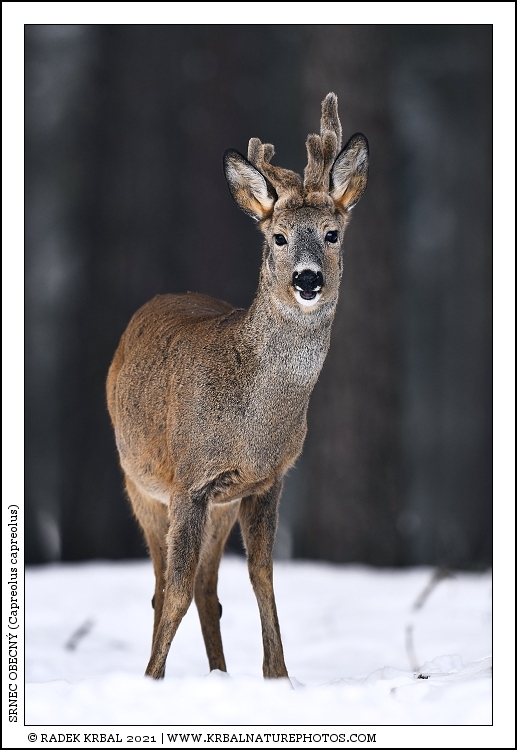 Srnec obecn� | Roe Deer | Reh | Capreolus capreolus