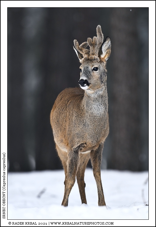 Srnec obecn� | Roe Deer | Reh | Capreolus capreolus