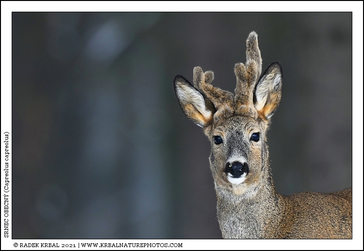 Srnec obecn� | Roe Deer | Reh | Capreolus capreolus