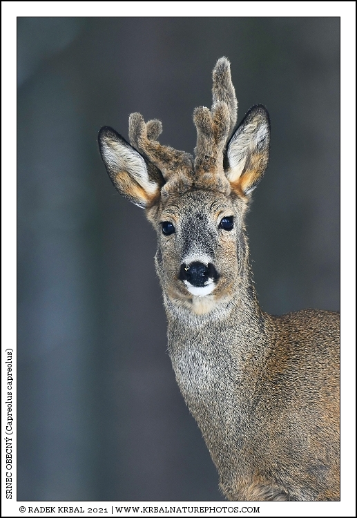 Srnec obecn� | Roe Deer | Reh | Capreolus capreolus