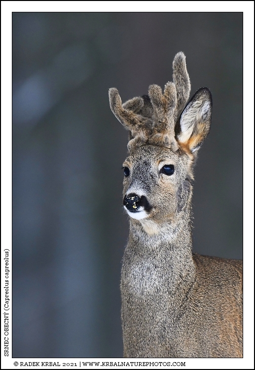 Srnec obecn� | Roe Deer | Reh | Capreolus capreolus