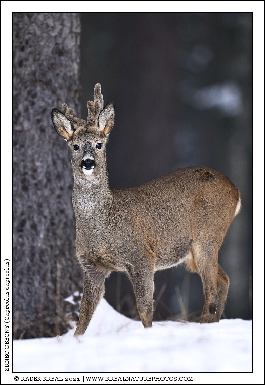 Srnec obecn� | Roe Deer | Reh | Capreolus capreolus