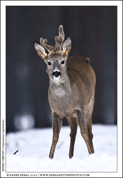 Srnec obecn� | Roe Deer | Reh | Capreolus capreolus