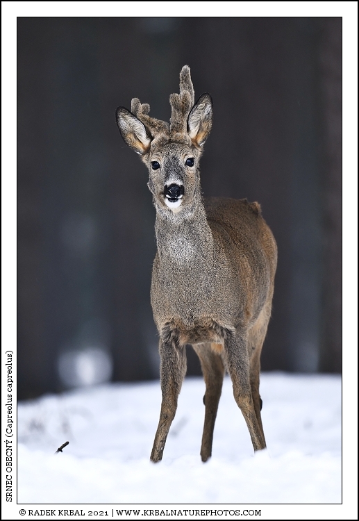 Srnec obecn� | Roe Deer | Reh | Capreolus capreolus