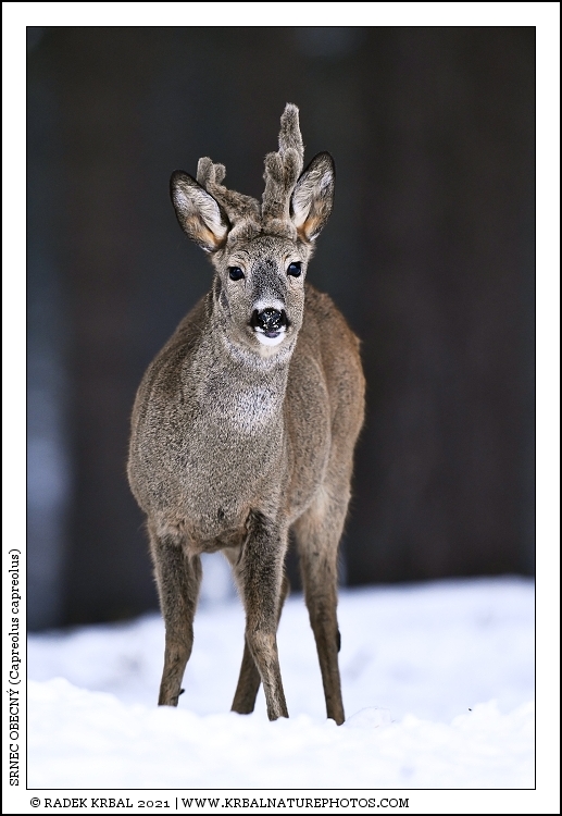 Srnec obecn� | Roe Deer | Reh | Capreolus capreolus