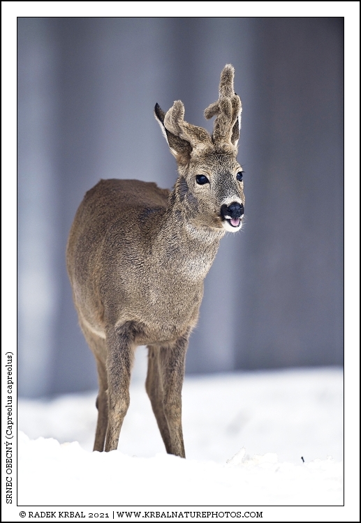 Srnec obecn� | Roe Deer | Reh | Capreolus capreolus