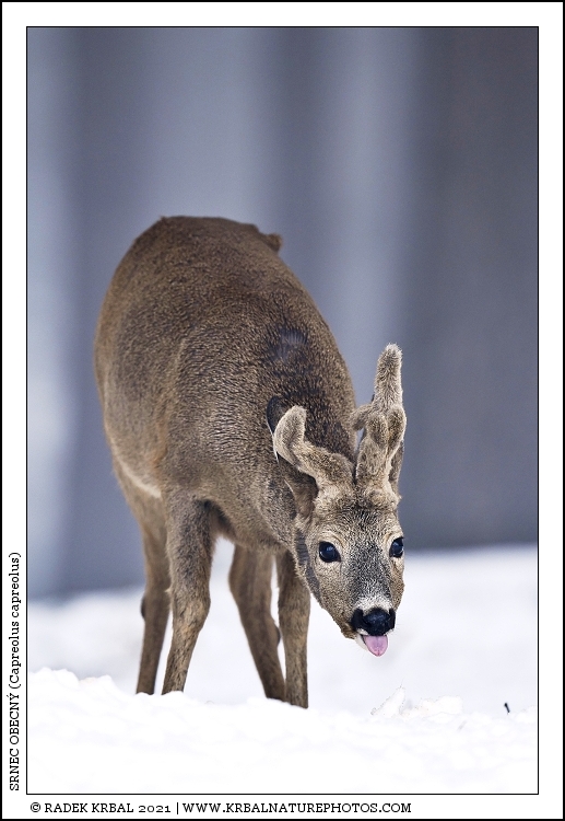 Srnec obecn� | Roe Deer | Reh | Capreolus capreolus