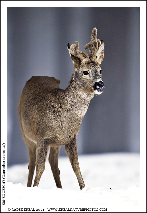 Srnec obecn� | Roe Deer | Reh | Capreolus capreolus