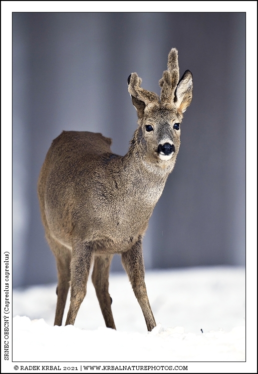 Srnec obecn� | Roe Deer | Reh | Capreolus capreolus