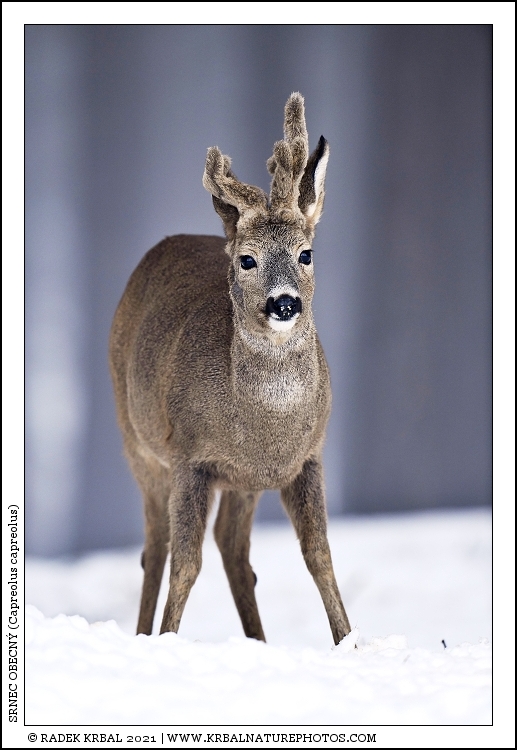 Srnec obecn� | Roe Deer | Reh | Capreolus capreolus
