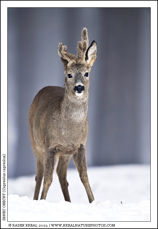 Srnec obecn� | Roe Deer | Reh | Capreolus capreolus