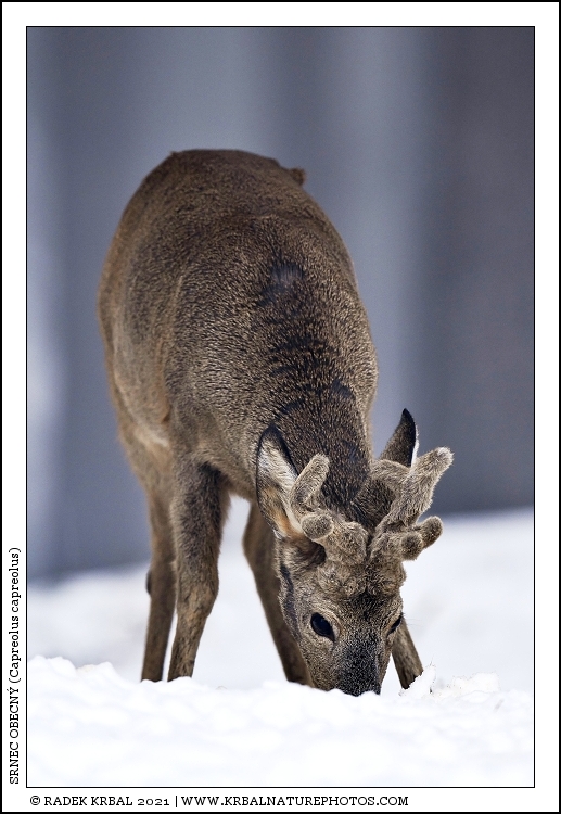 Srnec obecn� | Roe Deer | Reh | Capreolus capreolus