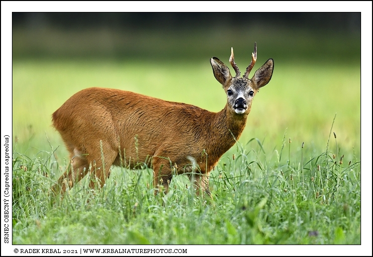 Srnec obecn� | Roe Deer | Reh | Capreolus capreolus