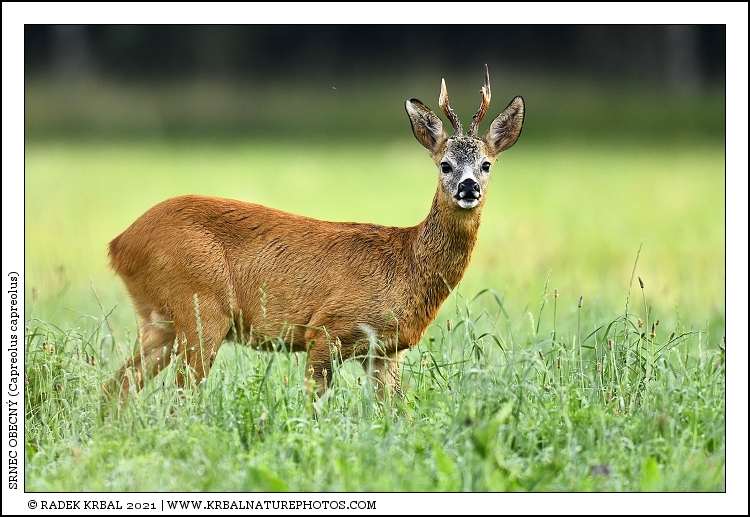 Srnec obecn� | Roe Deer | Reh | Capreolus capreolus