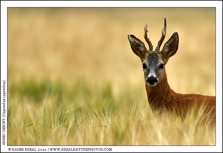Srnec obecn� | Roe Deer | Reh | Capreolus capreolus