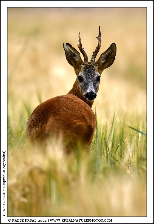 Srnec obecn� | Roe Deer | Reh | Capreolus capreolus