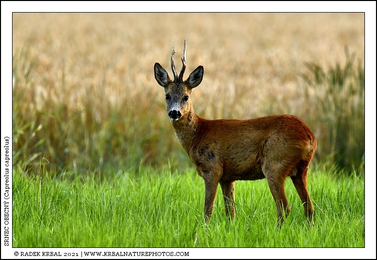 Srnec obecn� | Roe Deer | Reh | Capreolus capreolus