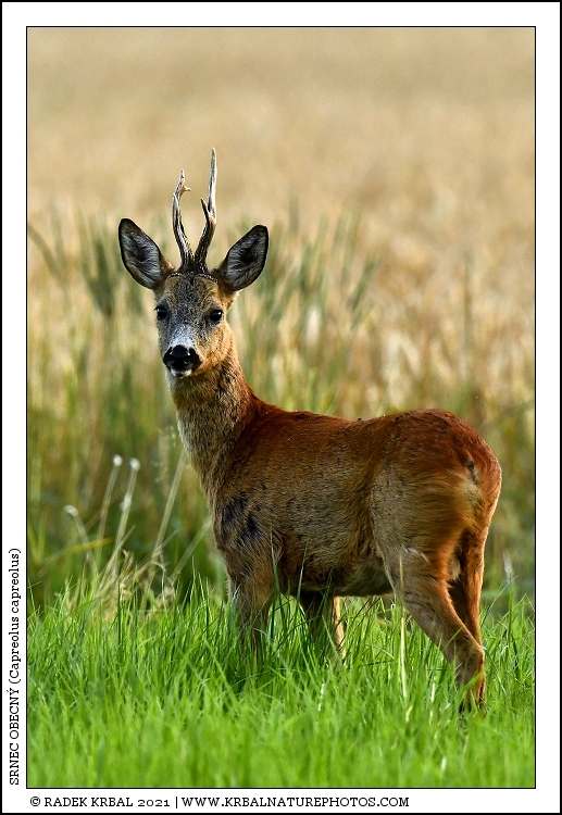 Srnec obecn� | Roe Deer | Reh | Capreolus capreolus