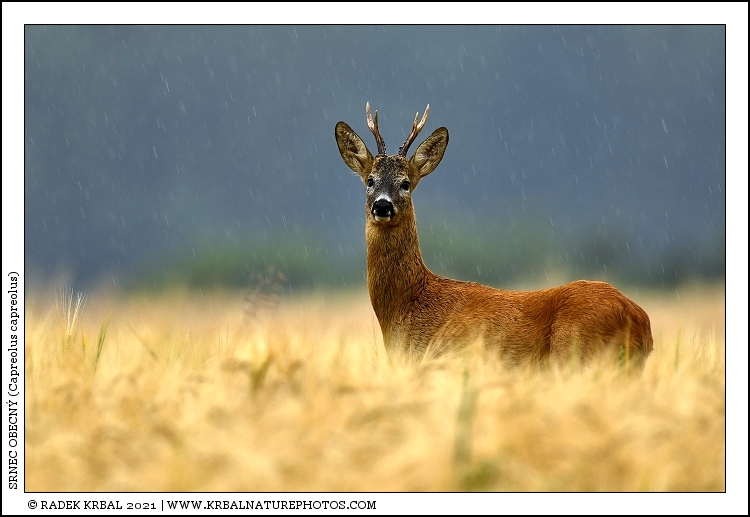 Srnec obecn� | Roe Deer | Reh | Capreolus capreolus