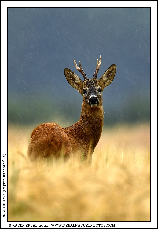 Srnec obecn� | Roe Deer | Reh | Capreolus capreolus
