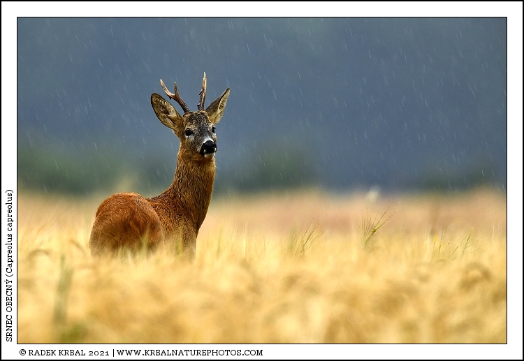 Srnec obecn� | Roe Deer | Reh | Capreolus capreolus