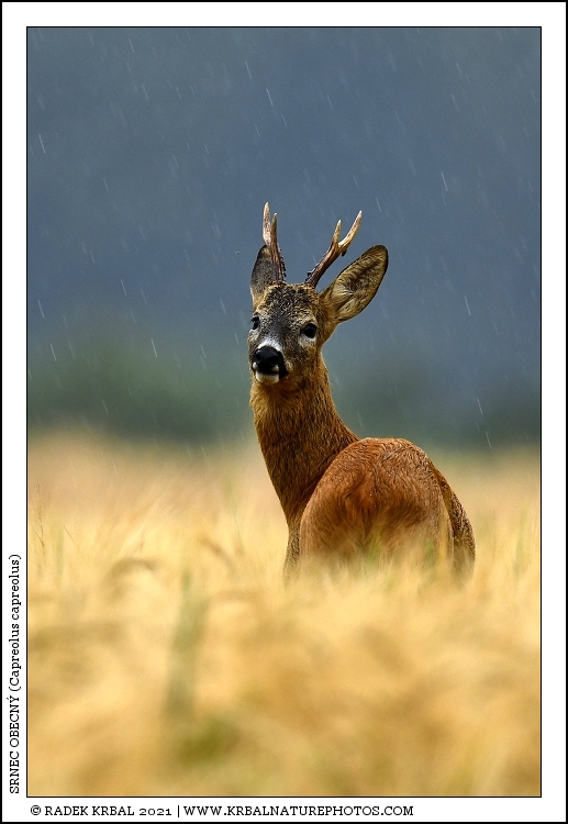 Srnec obecn� | Roe Deer | Reh | Capreolus capreolus