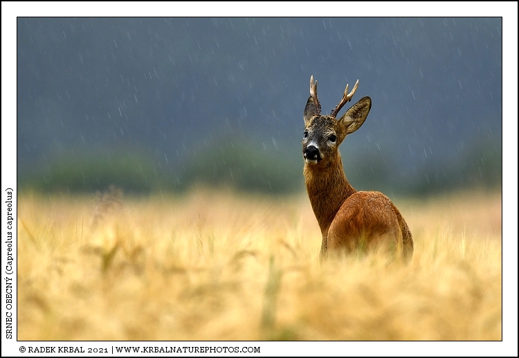 Srnec obecn� | Roe Deer | Reh | Capreolus capreolus
