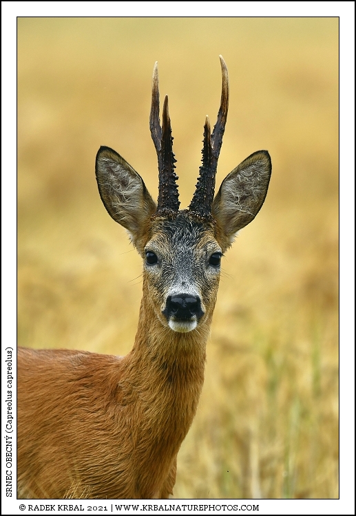 Srnec obecn� | Roe Deer | Reh | Capreolus capreolus