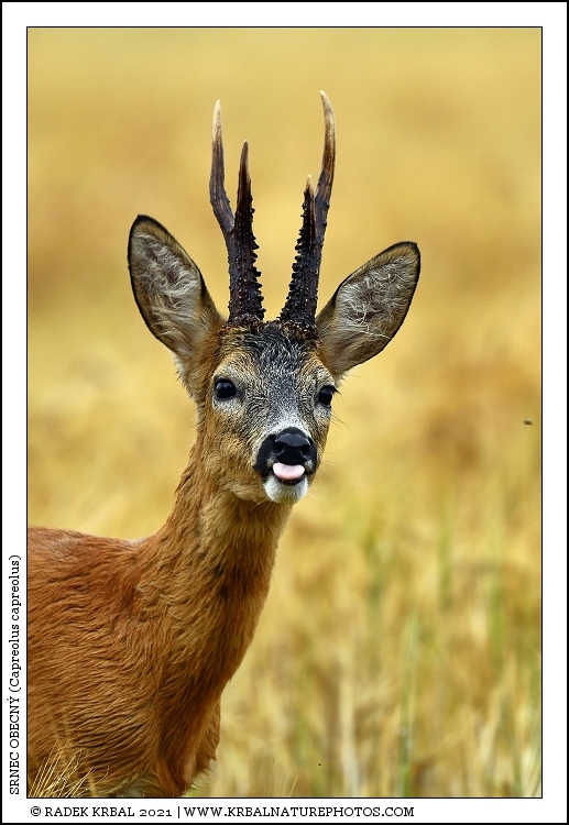 Srnec obecn� | Roe Deer | Reh | Capreolus capreolus