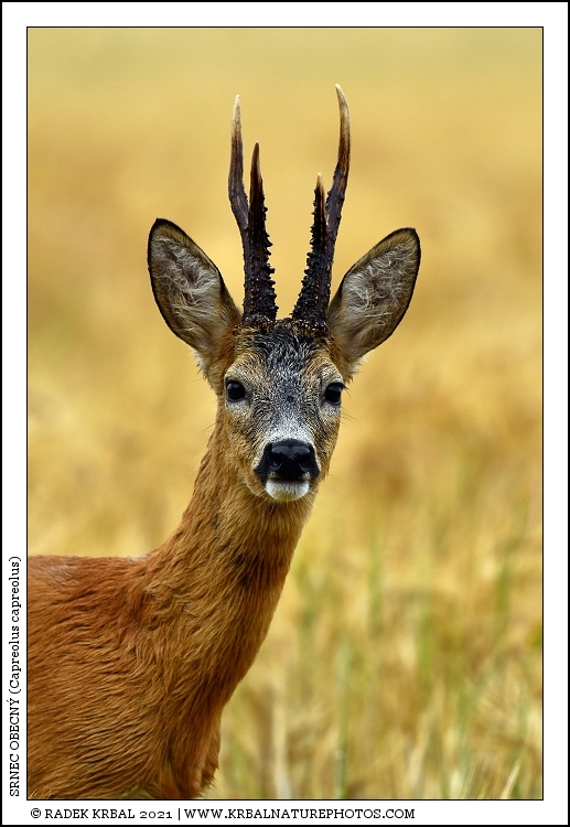 Srnec obecn� | Roe Deer | Reh | Capreolus capreolus