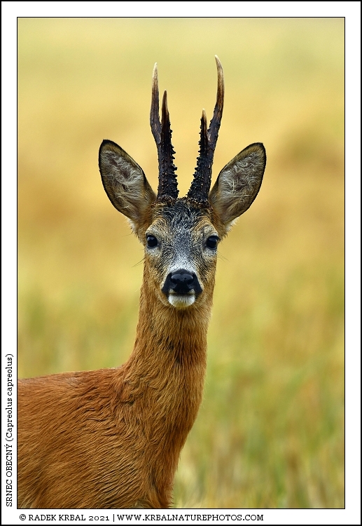Srnec obecn� | Roe Deer | Reh | Capreolus capreolus