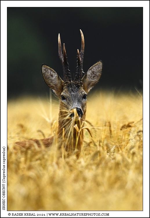 Srnec obecn� | Roe Deer | Reh | Capreolus capreolus