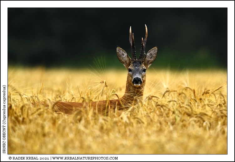 Srnec obecn� | Roe Deer | Reh | Capreolus capreolus