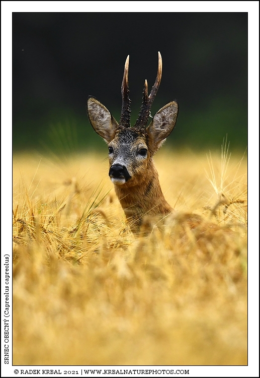 Srnec obecn� | Roe Deer | Reh | Capreolus capreolus