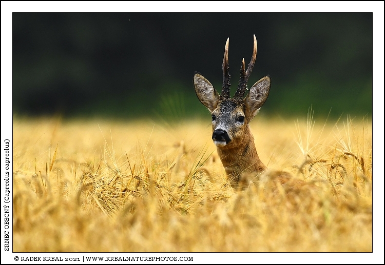 Srnec obecn� | Roe Deer | Reh | Capreolus capreolus