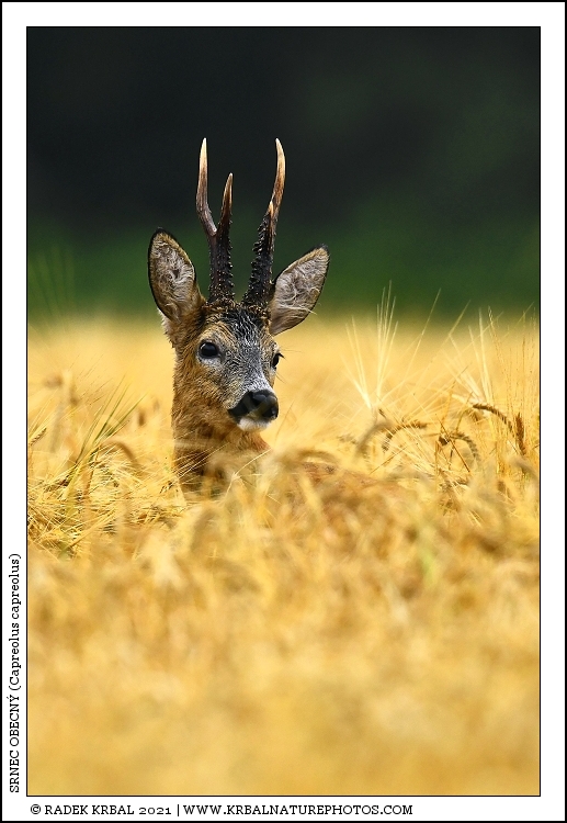 Srnec obecn� | Roe Deer | Reh | Capreolus capreolus