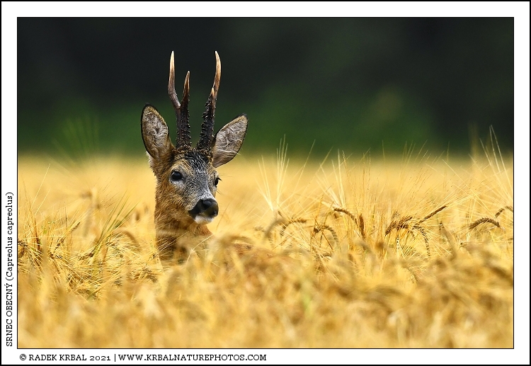 Srnec obecn� | Roe Deer | Reh | Capreolus capreolus