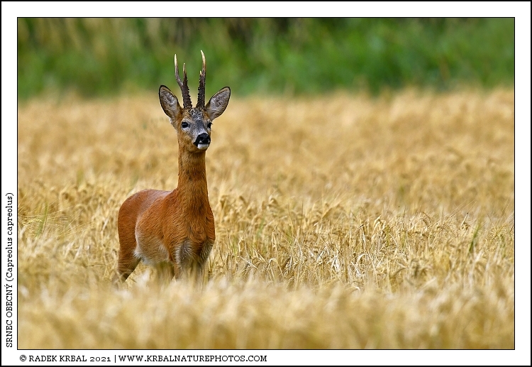 Srnec obecn� | Roe Deer | Reh | Capreolus capreolus